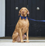 Navy Blue Velvet Dog Bow Tie By Sweet William
