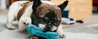 Flip Flop Plush Dog Toy By P.L.A.Y