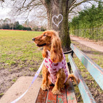 Love Heart Pooch Knitted Sweater By Love From Betty