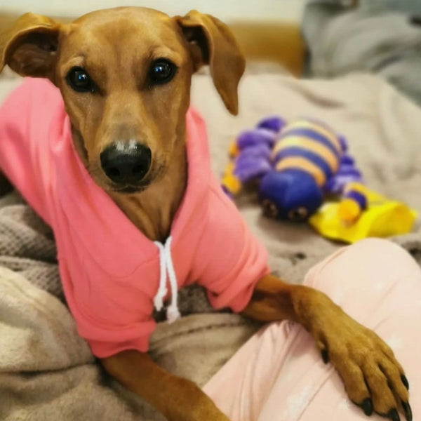 Hot Pink Cosy Dog Hoodie