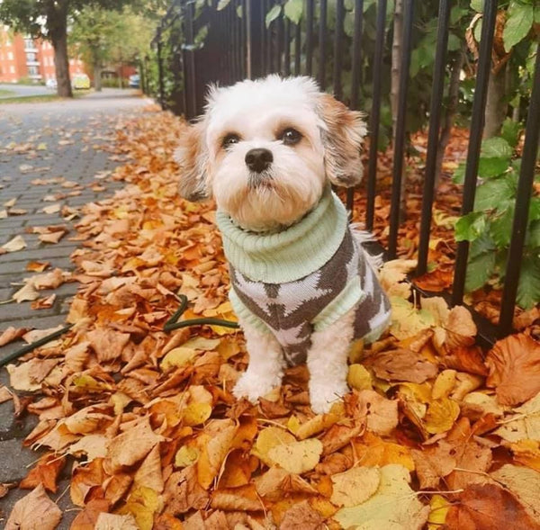 Star Struck Pooch Knitted Sweater By Love From Betty