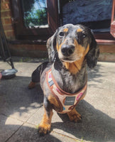 Go Nuts Donuts Step In Dog Harness By Fuzzyard