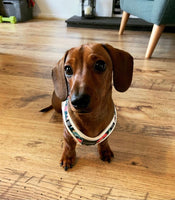Dinosaur Land Step In Dog Harness By Fuzzyard
