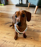 Dinosaur Land Step In Dog Harness By Fuzzyard