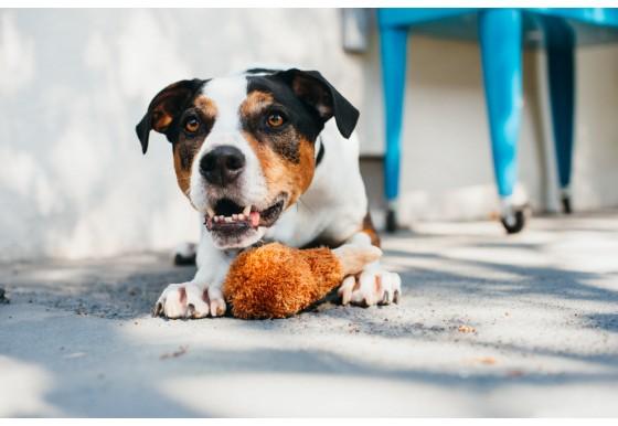 Fried chicken dog hotsell toy