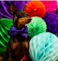Purple Pomp Velvet Dog Bow Tie By The Distinguished Dog Company
