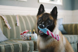 Raise The Woof Party Horn Dog Toy by P.L.A.Y